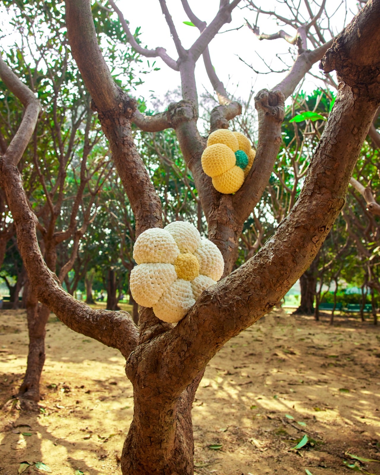 Honeyeyed Petal Jasmine