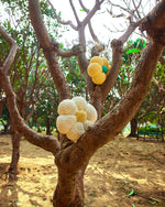 Honeyeyed Petal Jasmine